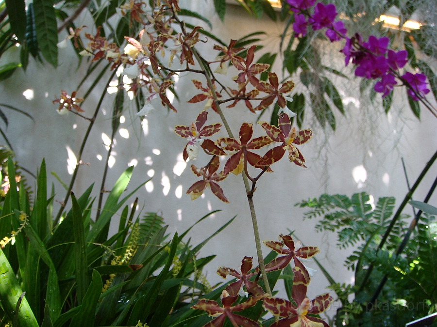 Washington DC [2009 July 04] 122.JPG - Scenes from The United States Botanic Garden